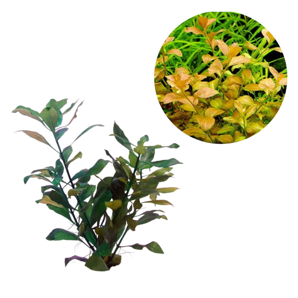 ovalis ludwigia.jpg